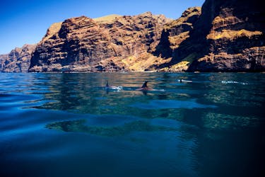 5 ore di avvistamento di balene e delfini su un eco-catamarano